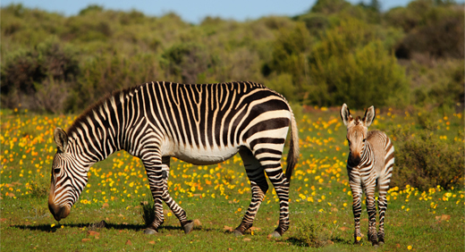 African Safari Honeymoon| Confetti.co.uk