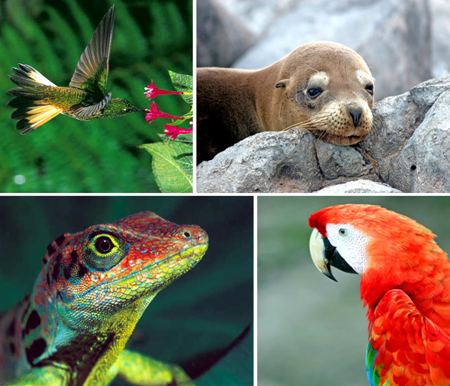 Ecuador & Galapagos Wildlife