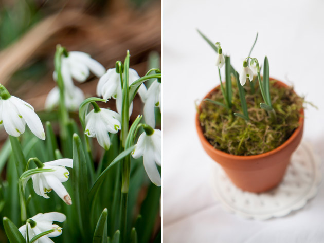 Spring Flowers