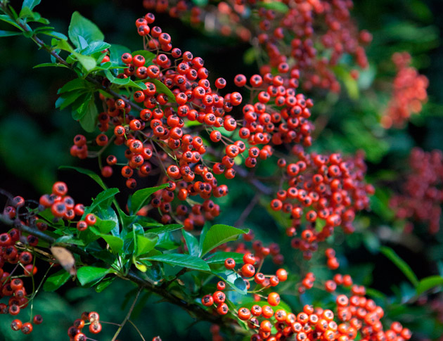 October Berries Outside Wedding Venue