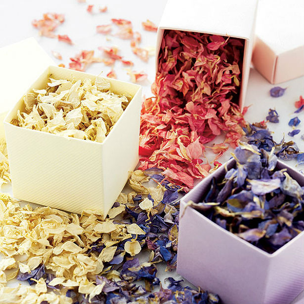 Delphinium petals | Confetti.co.uk