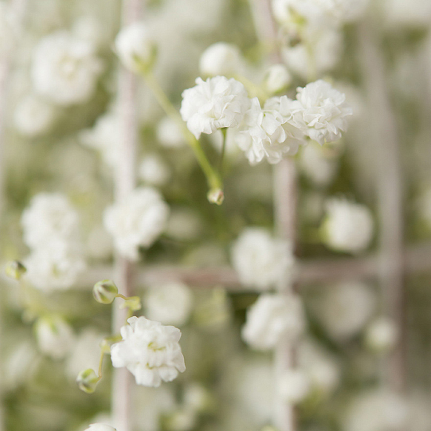 Baby's Breath Gypsophila DIY Wedding | Confetti.co.uk