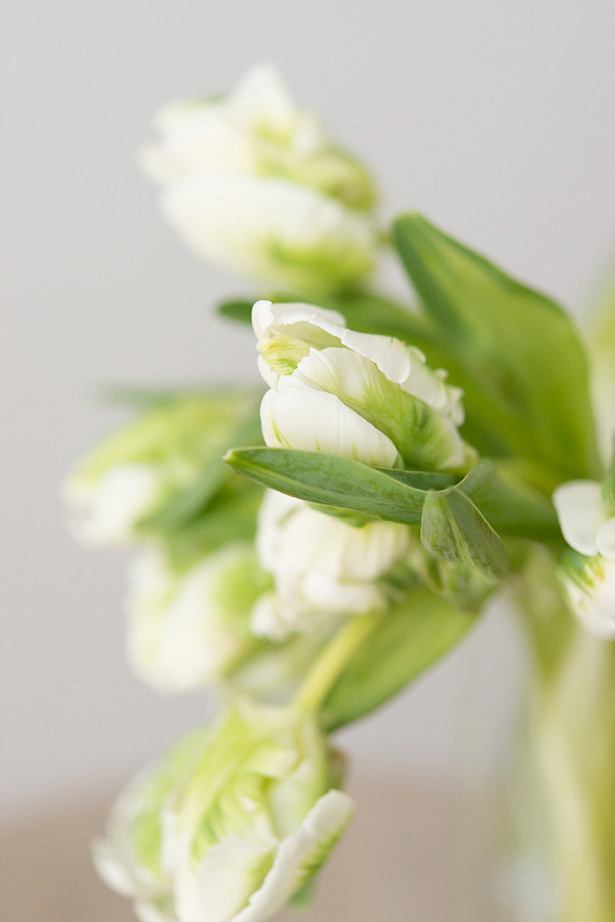 White and Green Tulips | Confetti.co.uk