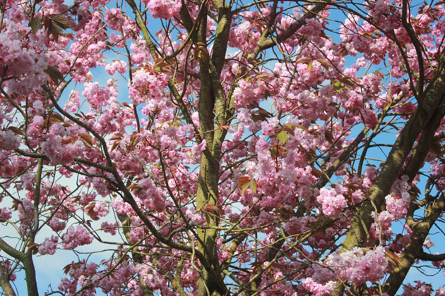 Cherry blossom tree 