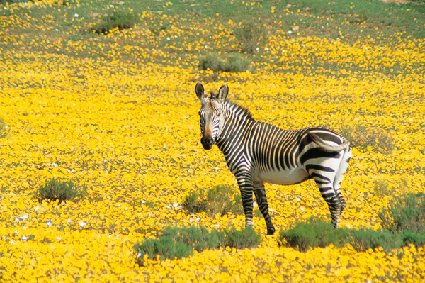 Wildlife and nature come with the package during an African honeymoon.