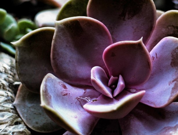 Purple wedding succulent | Confetti.co.uk