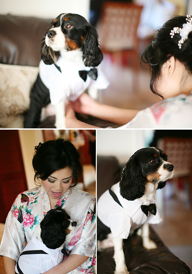 Brides pet dog in a bow tie | How to include your pet in your wedding | Sophie & Chris's real wedding | Confetti.co.uk