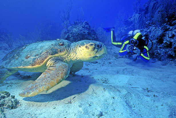 Get up close and personal with the wild life in the Caribbean | Confetti.co.uk