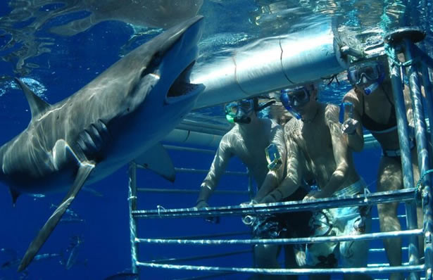 Diving with the sharks