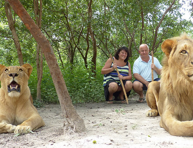 Walking with lions in Gambia