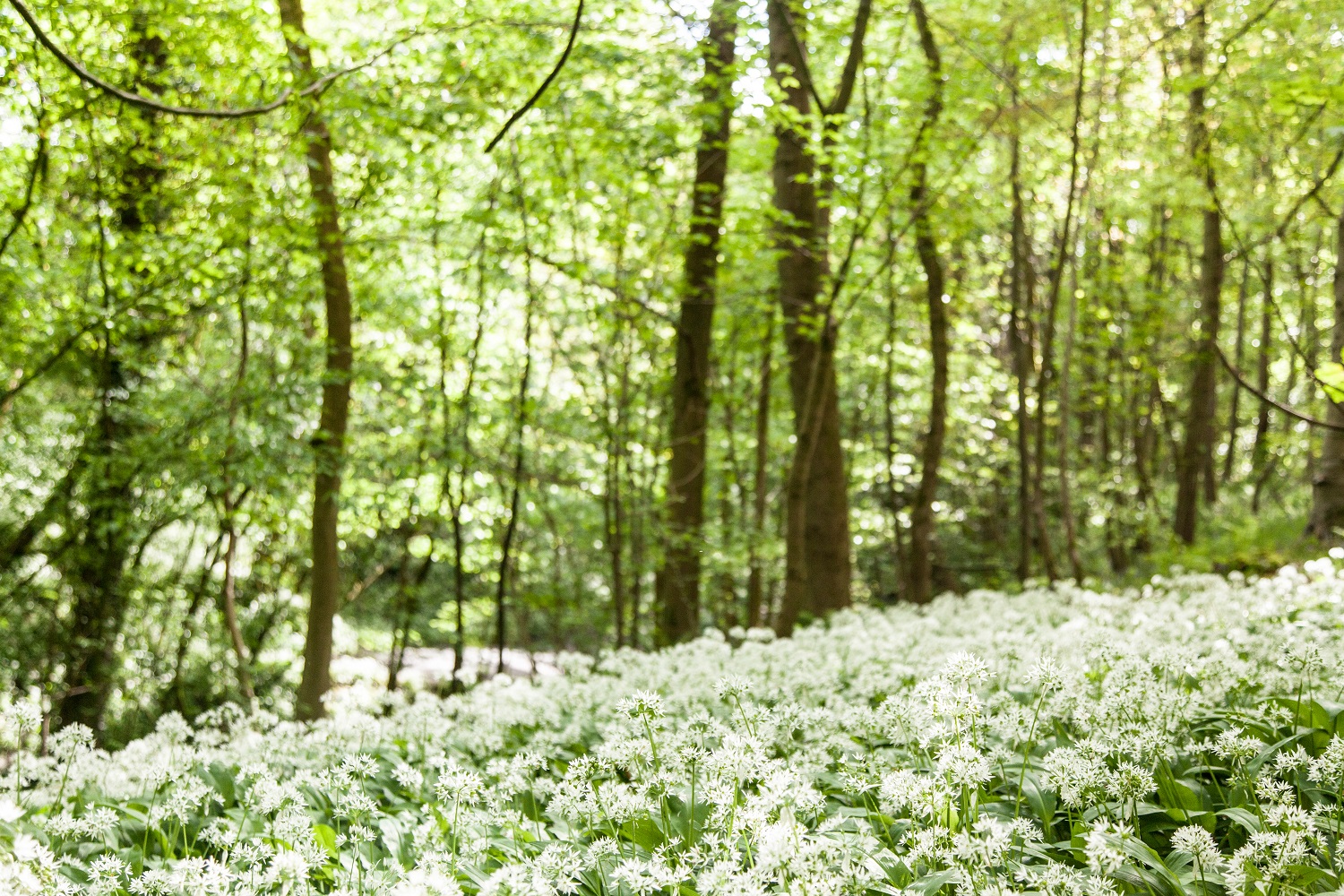 Woodland Trust Wedding Dedication | Confetti.co.uk