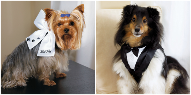 Wedding outfits for dogs | Confetti.co.uk