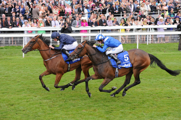 2 Horses Racing at York Racecourse | Confetti.co.uk