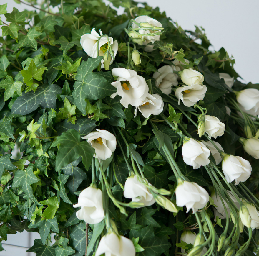 Ivy Plant With Water Picked White Lisianthus | Confetti.co.uk