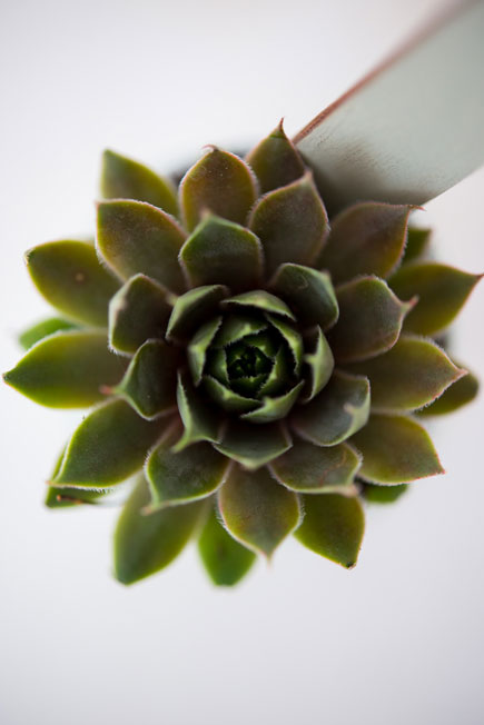 Green Succulent Plant | Confetti.co.uk