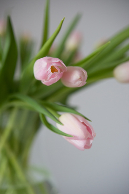 Pink Spring Tulips | Confetti.co.uk