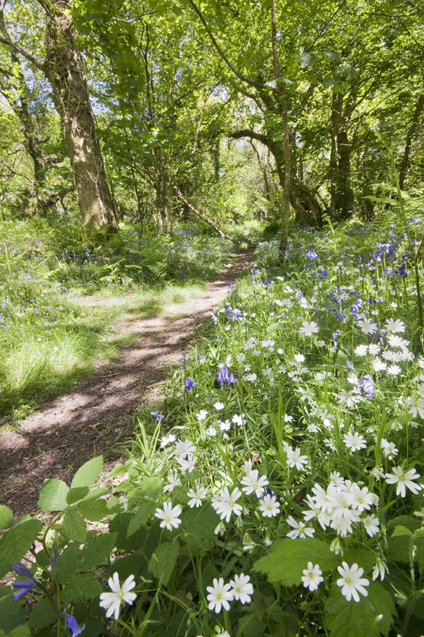 Weddings in the woods by Woodland Trust | Confetti.co.uk