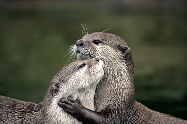 Two otters hugging by Woodland Trust | Confetti.co.uk