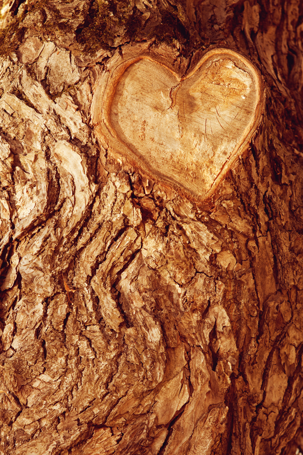 Forrest tree bark with heart engraved by Woodland Trust | Confetti.co.uk