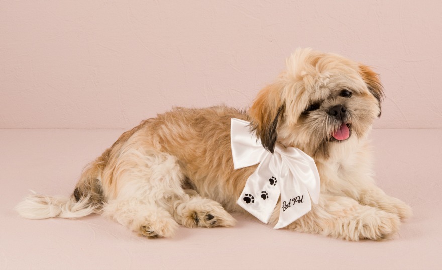 Best pet wedding bow | Confetti.co.uk