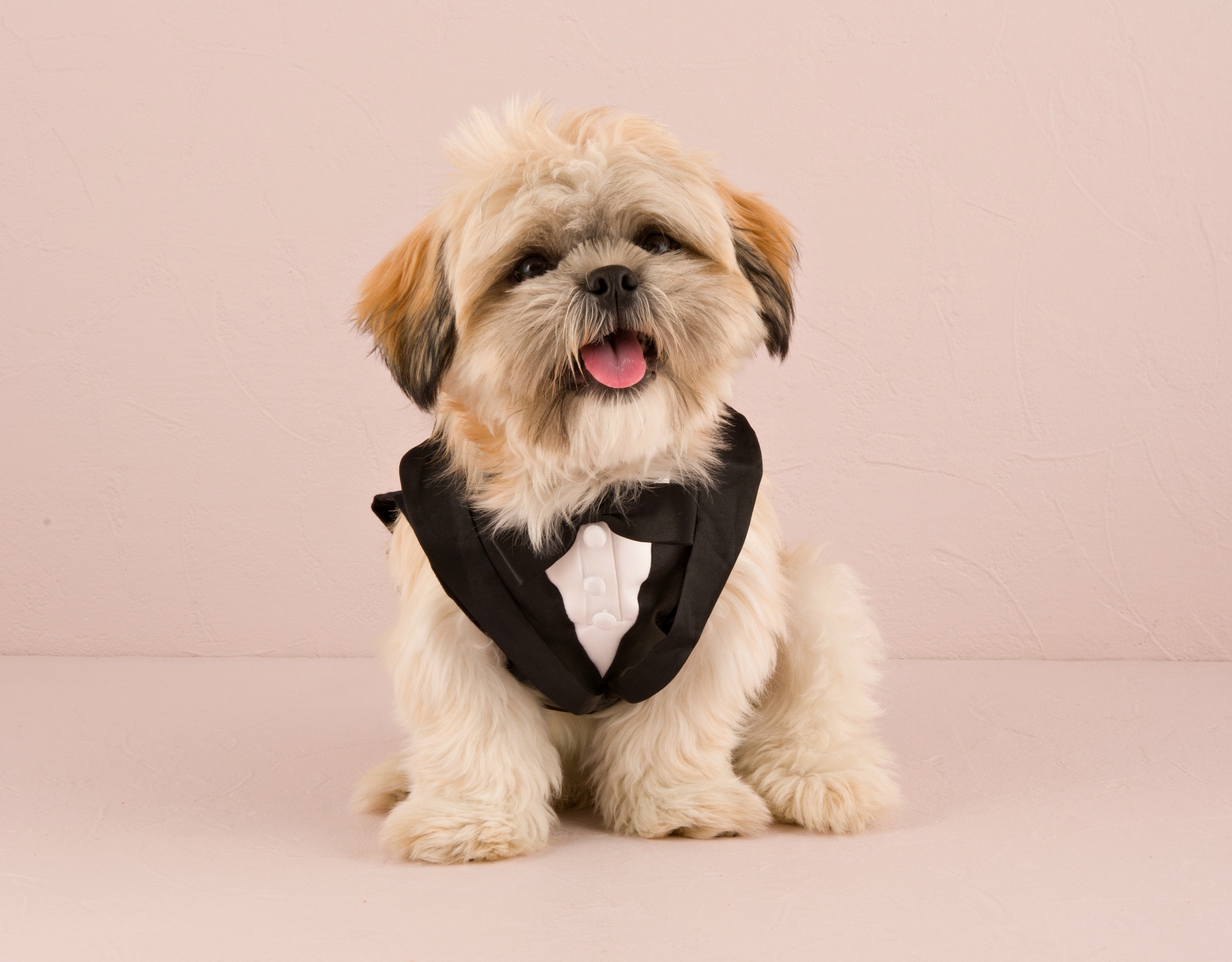 Dog tuxedo wedding suit | Confetti.co.uk