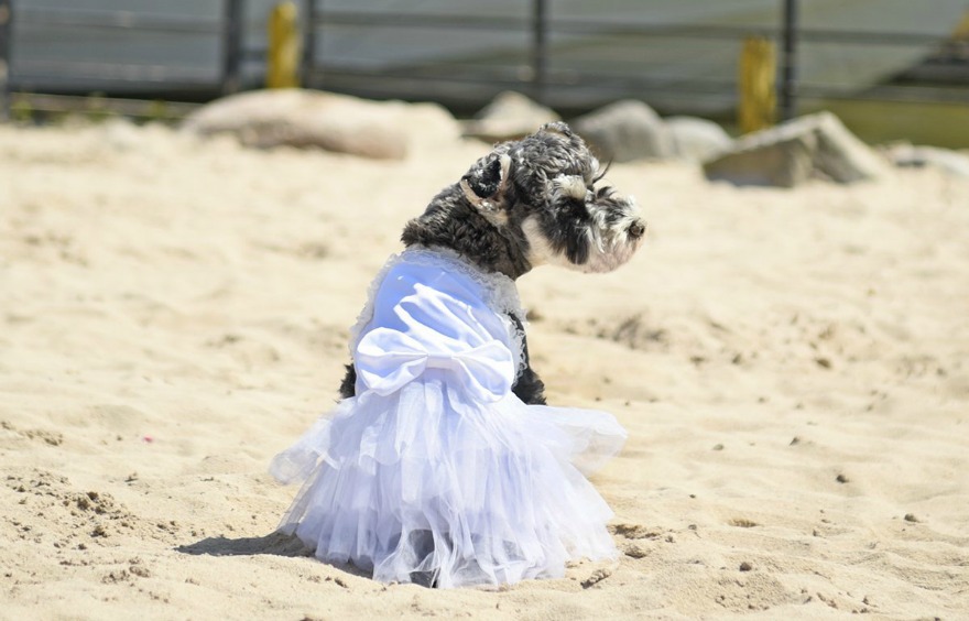 Dog wedding outifts dress | Confetti.co.uk