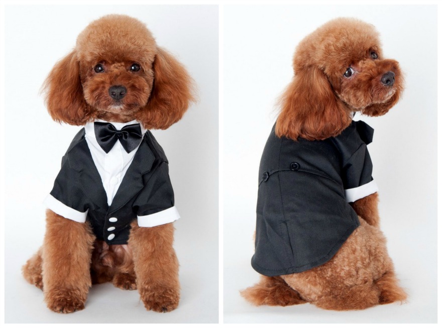 Dog wedding outfit | Confetti.co.uk