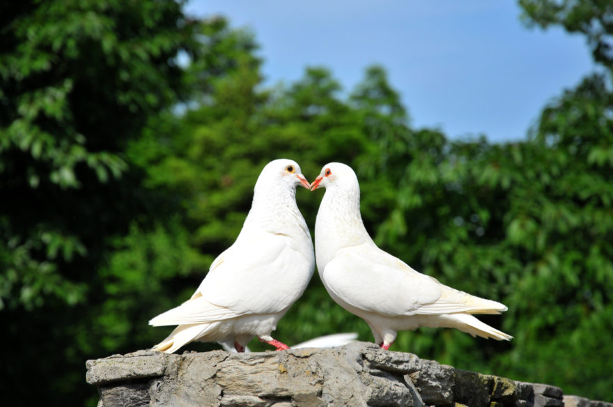 Lovebirds two white doves. Rustic wedding ideas with The Woodland Trust | Confetti.co.uk