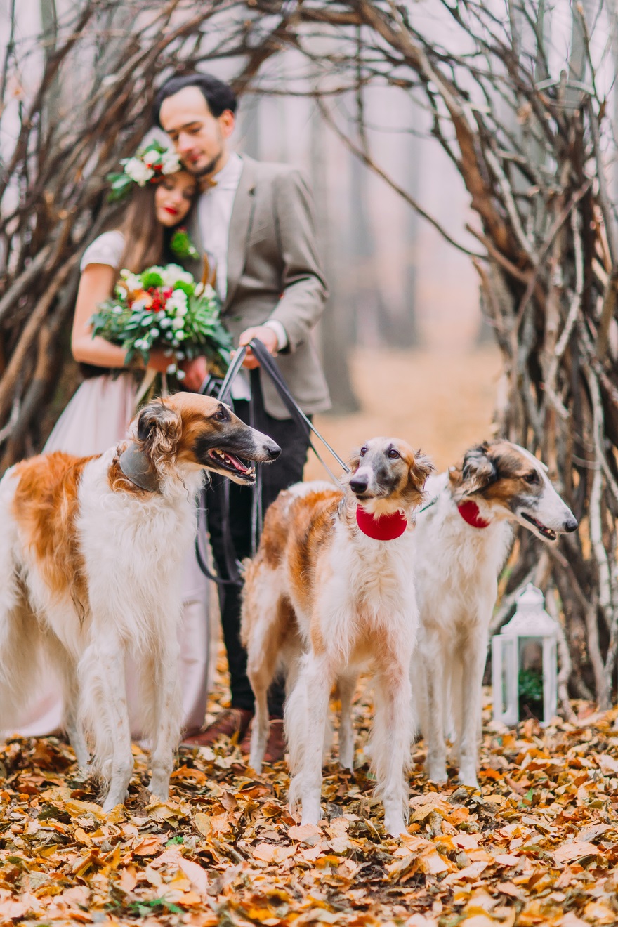 How to Include Your Dog in Your Wedding Day | Confetti.co.uk