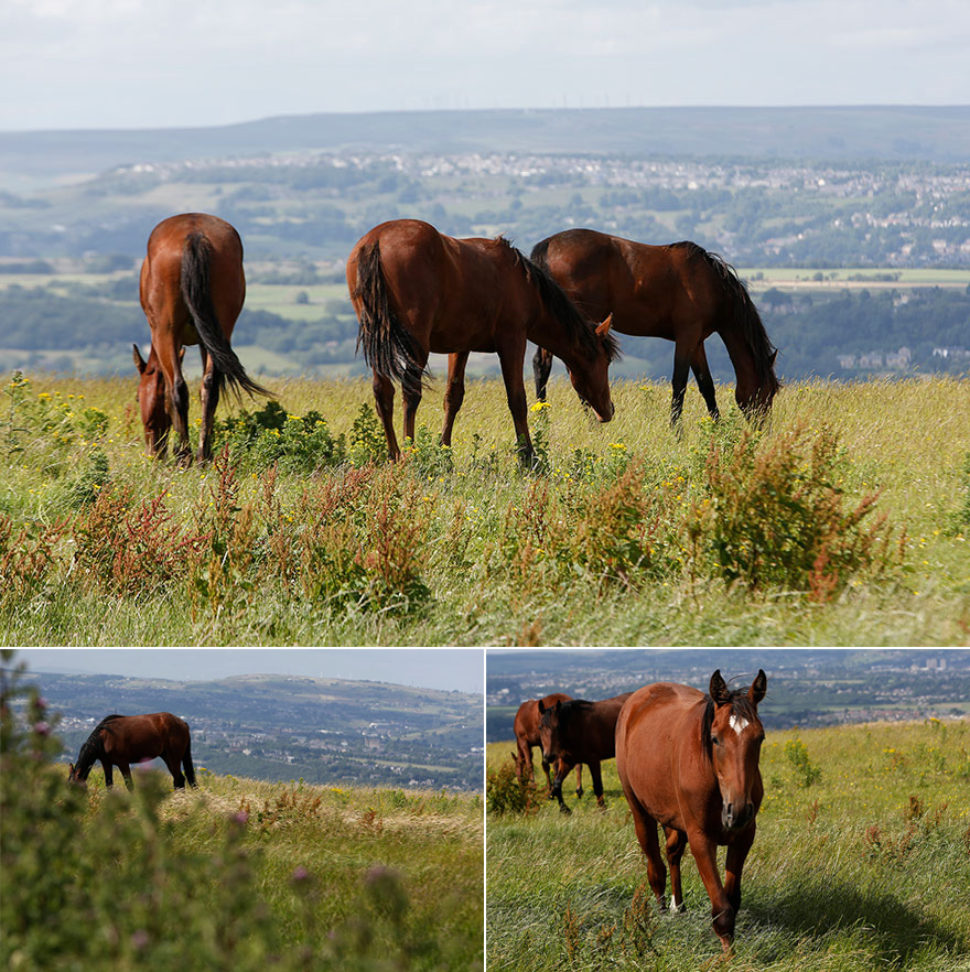 Pennine Manor Countryside Views and Bright Bay Horses | Confetti.co.uk