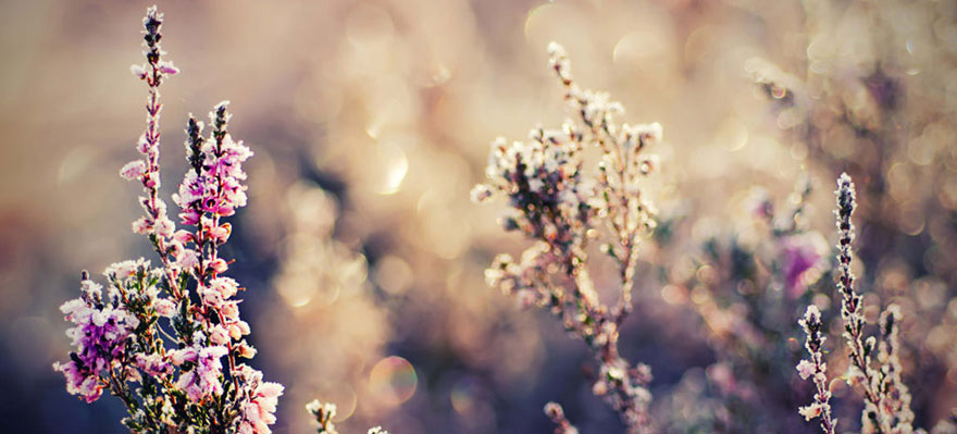 Pennine Manor Purple Heather Close Up Photograph | Confetti.co.uk