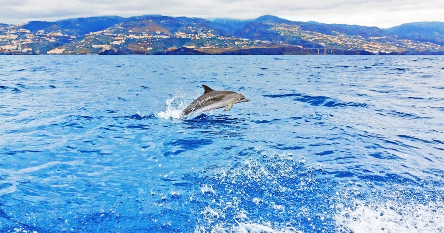 Bird Dolphin and Whale Watching for Two in Madeira Portugal with Tinggly Experiences | Confetti.co.uk