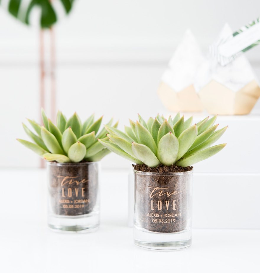 Succulent Plants in Personalised Glass Shot Glass | Confetti.co.uk