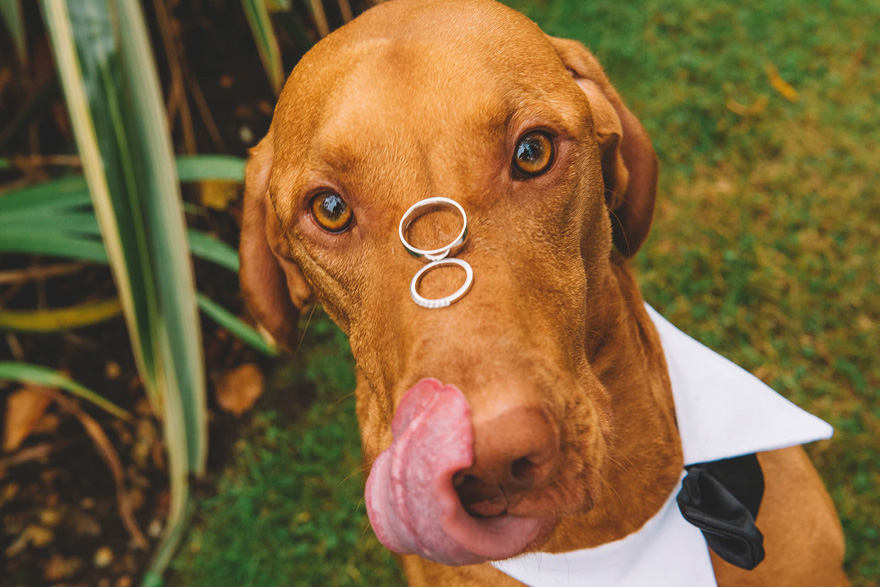 Cute Dog with Rings Pets at Weddings Emma Jane Photography Wedding Photography | Confetti.co.uk