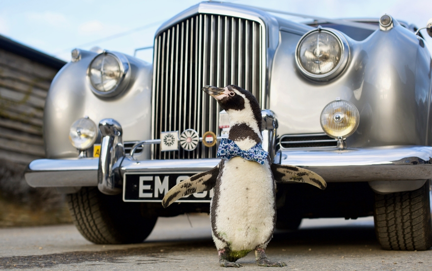 Penguin Wedding Car