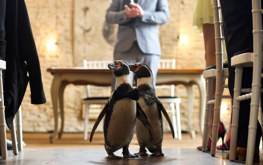 Penguin Wedding Ceremony