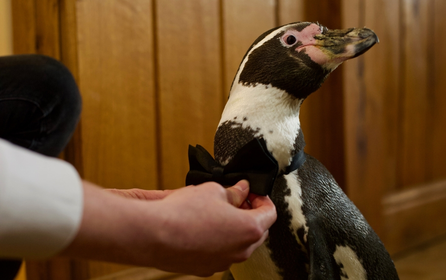 Penguin Getting Wedding Ready