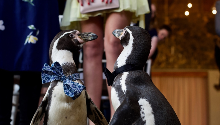 Famous penguins civil ceremony