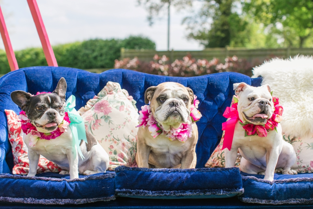 pets-at-wedding