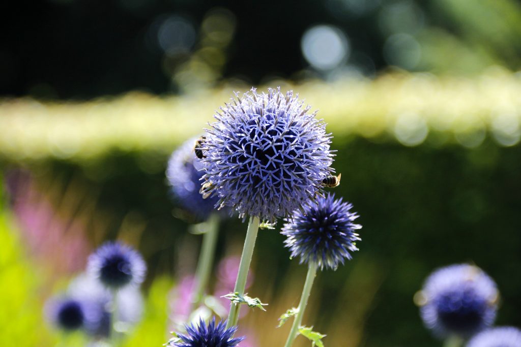 September Wedding Flowers The Beautiful Blooms In Season For Your Big Day Confetti