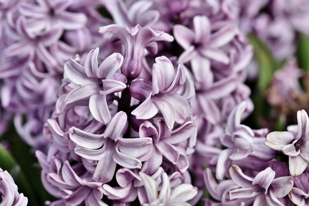 Purple may wedding flowers