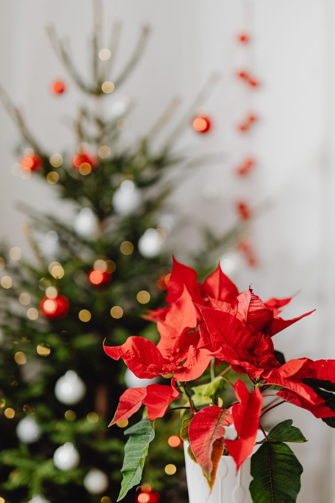 red-poinsettia-traditional-christmas-wedding-decor